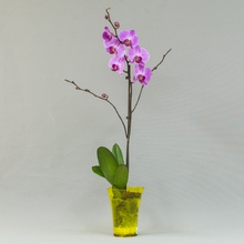 Фаленопсис (Phalaenopsis)