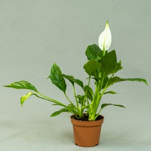 Спатифи́ллум (Spathiphyllum)