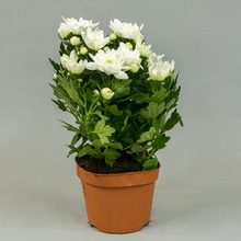 Хризантема (Chrysánthemum)