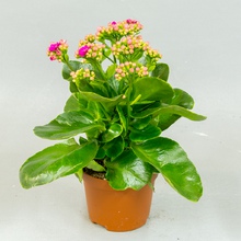 Каланхоэ (Kalanchoe)