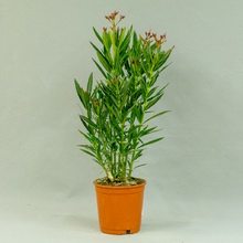 Олеандр (Nerium oleander)