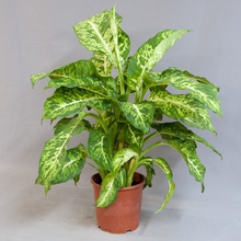 Диффенбахия (Dieffenbachia)