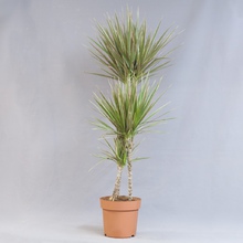 Драцена (Dracaena)