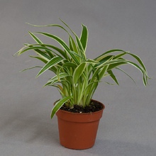 Хлорофитум (Chlorophytum)