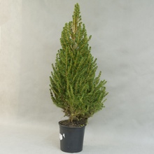 Пицея (Picea)