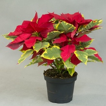 Пуансеттия (Poinsettia)