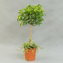 Фикус (Ficus)