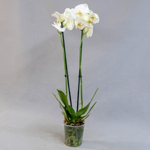 Фаленопсис (Phalaenopsis)