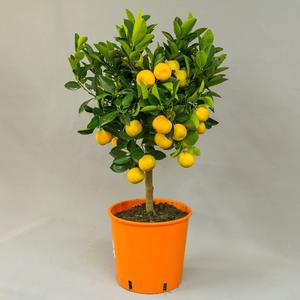 Каламондин (Citrofortunella calamondin)