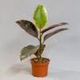 Фикус (Ficus)