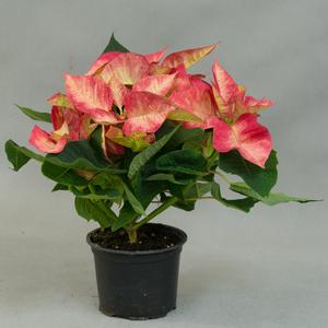 Пуансеттия (Poinsettia)