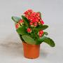 Каланхоэ (Kalanchoe)