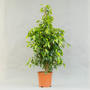 Фикус (Ficus)