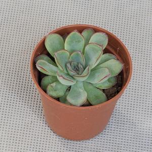 Эчеверия (Echeveria)