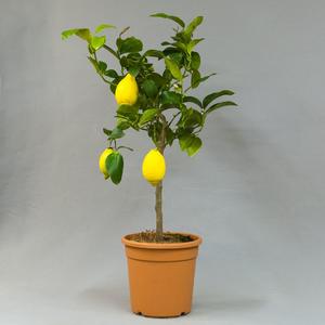 Лимон (Lemon)