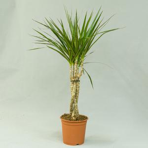 Драцена (Dracāena)