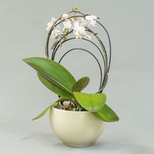 Фаленопсис (Phalaenopsis)