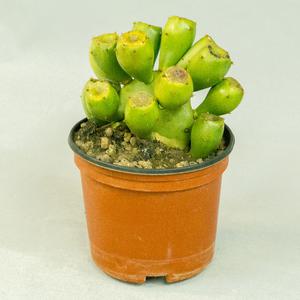 Опунция (Opuntia)