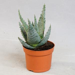 Алоэ (Aloe)