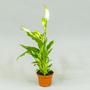 Спатифи́ллум (Spathiphyllum)