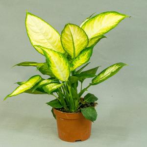 Диффенбахия (Dieffenbachia)