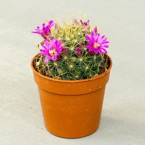 Кактус Маммиллярия ( Mammillaria)