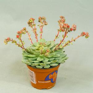 Эчеверия (Echeveria)