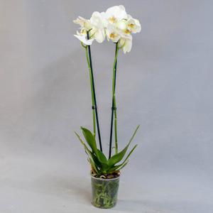 Фаленопсис (Phalaenopsis)