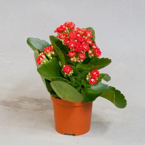 Каланхоэ (Kalanchoe)