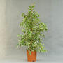 Фикус (Ficus)