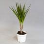 Драцена (Dracaena)