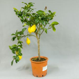 Лимон (Lemon)