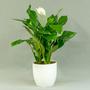 Спатифи́ллум (Spathiphyllum)