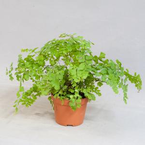 Адиантум (Adiantum)