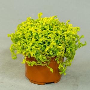 Селагинелла (Selaginella)