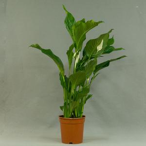 Спатифи́ллум (Spathiphyllum)