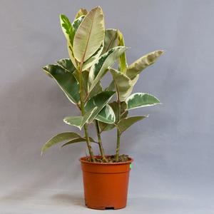 Фикус (Ficus)