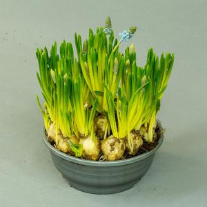 Мускари (Muscari)