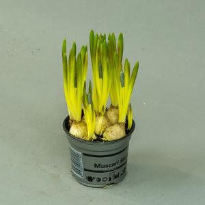 Мускари (Muscari)