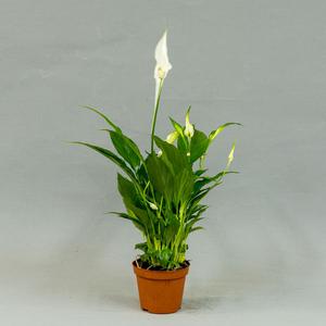 Спатифи́ллум (Spathiphyllum)