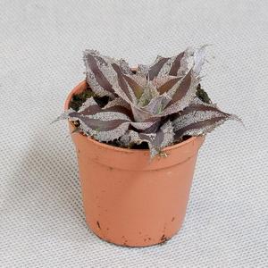 Криптантус (Cryptanthus)