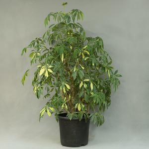 Шефлера (Schéfflera)