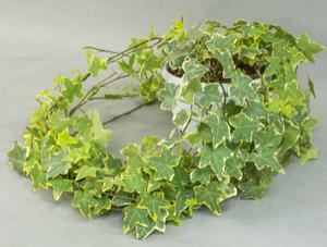 Каланхоэ (Kalanchoe)