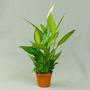 Спатифи́ллум (Spathiphyllum)