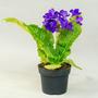 Стрептокарпус (Streptocarpus)