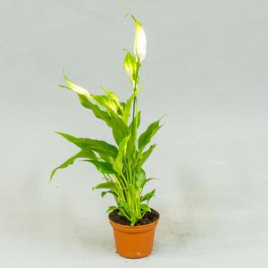 Спатифи́ллум (Spathiphyllum)