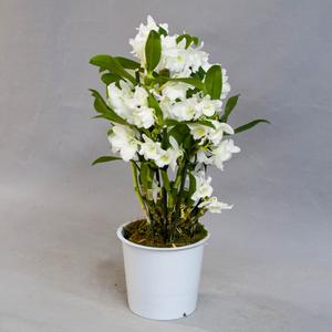 Дендробиум (Dendrobium)