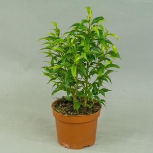 Фикус (Ficus)