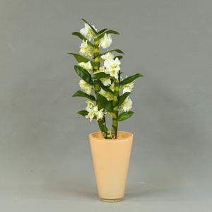 Дендробиум (Dendrobium)