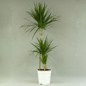 Драцена (Dracāena)